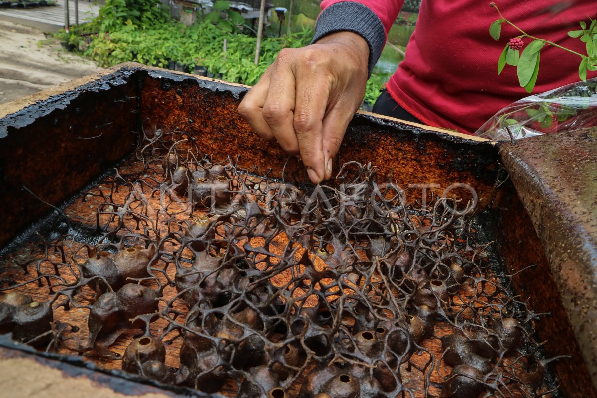 bunga-matahari-budidaya-madu-murni-kangean